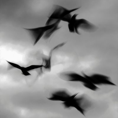 Las Palomas by Neo´okai