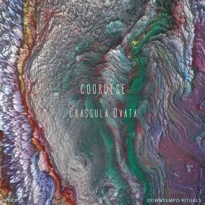 Crassula Ovata by Downtempo Rituals